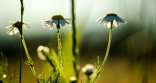 Close-up of yellow flowering plant