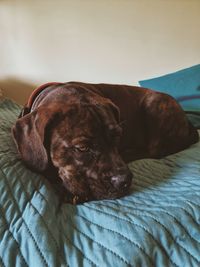 Close-up of dog lying on bed at home