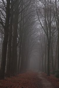 Bare trees in forest during winter