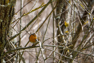 Bird perching on branch