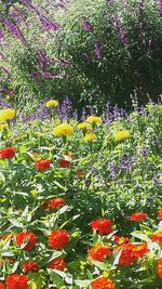 Close-up of flowers blooming outdoors