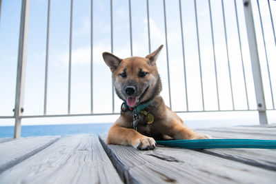 Portrait of dog sitting on wood