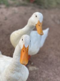 Close-up of duck