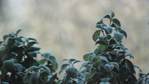 Close-up of flowering plant