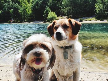 Portrait of dog standing in lake