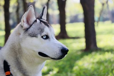 Close-up of dog looking away looks like wolf