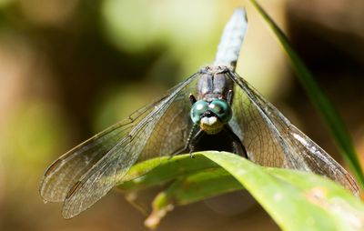 Close-up of insect on leaf