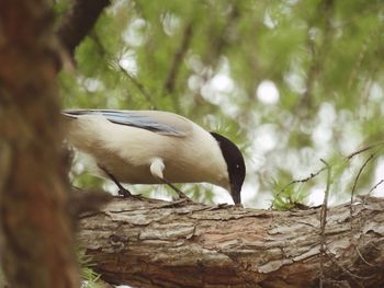 Close-up of bird perching on tree