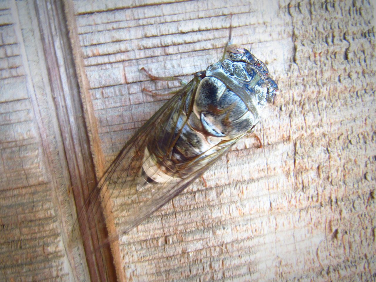 HIGH ANGLE VIEW OF DEAD FISH ON WOOD