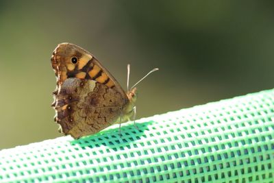 Close-up of butterfly