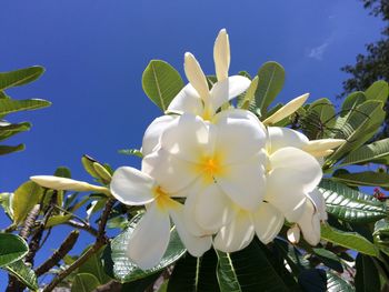 Low angle view of white flowers blooming against sky