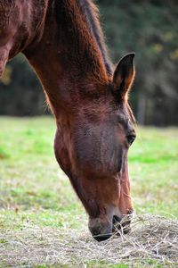 Close-up of a horse on field