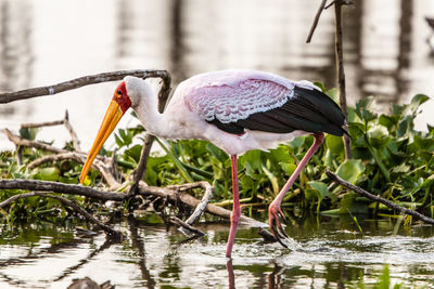 Bird perching on a lake