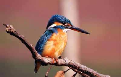 Common kingfisher