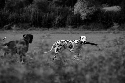 Dog running on field