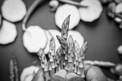 Close-up of hand holding plant