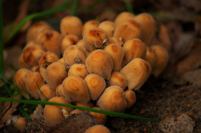 Close-up of mushrooms growing on field