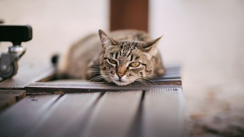 Close-up of cat relaxing on bench