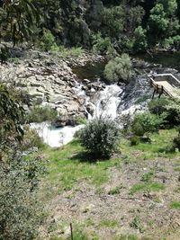 Stream flowing through rocks in forest