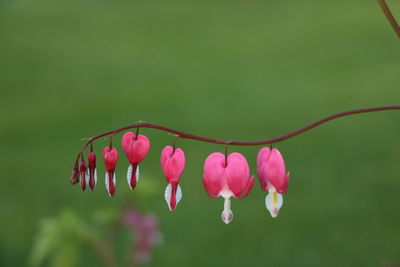 Close-up of pink flowers