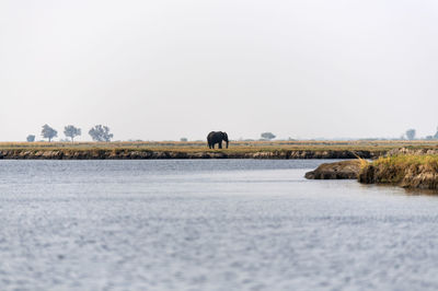 View of a lake with an elephant 