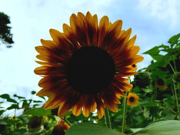 Close-up of sunflower blooming against sky