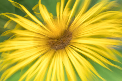 Close-up of yellow flower