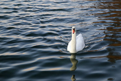 Swan swimming in lake