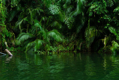 Scenic view of palm trees by lake