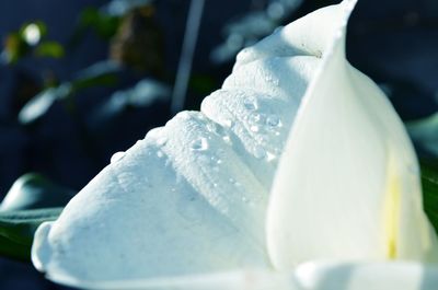 Close-up of white flowers