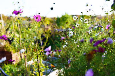 Close-up of purple flowers blooming outdoors