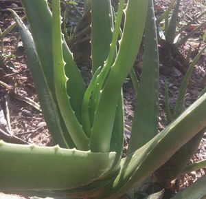 Close-up of succulent plant