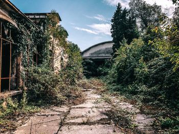 Plants and trees by building against sky