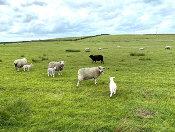 Sheep, grazing in a large pasture, with a dry stone wall, and a cloudy sky near, haworth,  uk