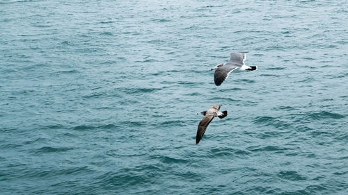 High angle view of bird flying over sea