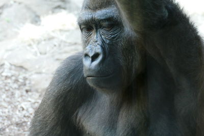 Portrait of monkey