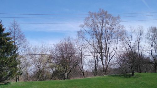 Bare trees on field