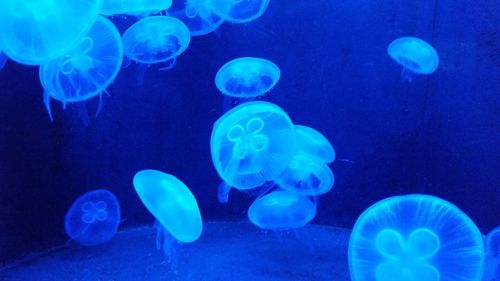 Close-up of jellyfish against blue background