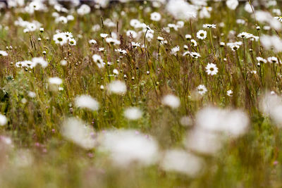 Close-up of white daisy flowers