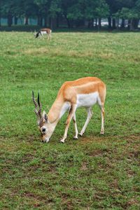 Antelopes standing in a field