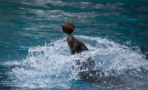 View of turtle swimming in sea