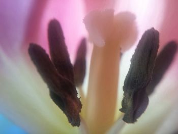 Close-up of pink flower