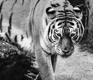 Close-up portrait of tiger