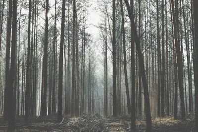 Trees in forest during foggy weather