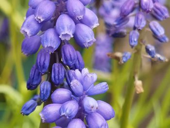 Close-up of purple flowering plants
