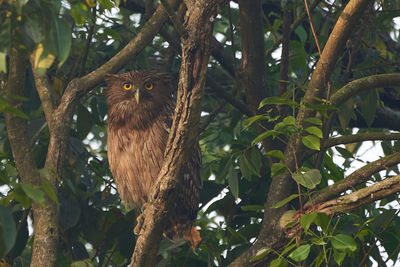 Low angle view of owl on branch