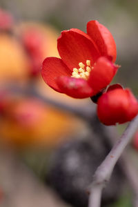 Close-up of red flowering plant