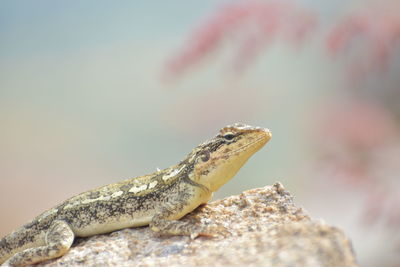 Close-up of lizard