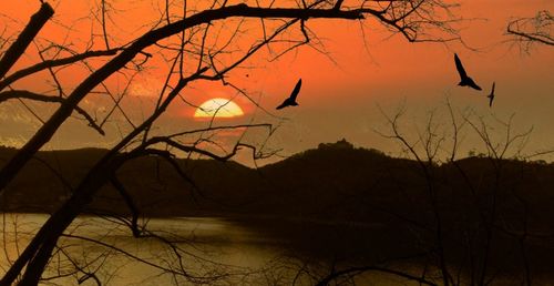 Silhouette bird on branch during sunset