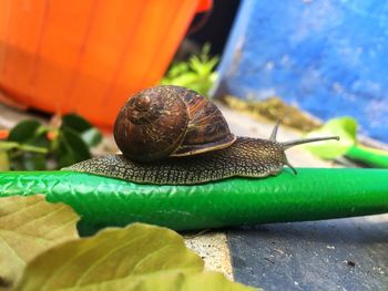 Close-up of snail